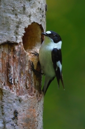 Lejsek bělokrký  ( Ficedula albicollis )