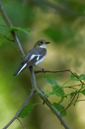 Lejsek bělokrký  ( Ficedula albicollis )