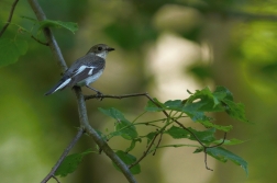 Lejsek bělokrký  ( Ficedula albicollis )