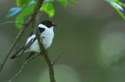 Lejsek bělokrký  ( Ficedula albicollis )