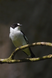 Lejsek bělokrký  ( Ficedula albicollis )