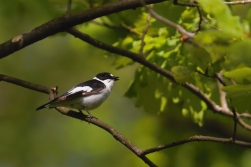 Lejsek bělokrký  ( Ficedula albicollis )