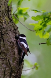 Lejsek bělokrký  ( Ficedula albicollis )