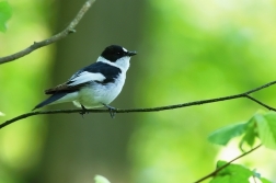 Lejsek bělokrký  ( Ficedula albicollis )