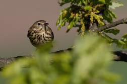 Linduška lesní  (Anthus trivialis )