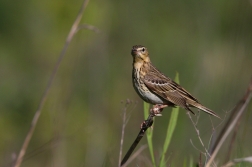 Linduška lesní  (Anthus trivialis )