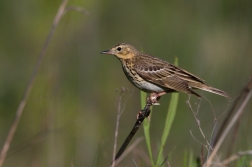 Linduška lesní  (Anthus trivialis )