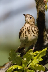 Linduška lesní  (Anthus trivialis )