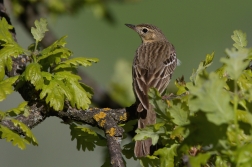 Linduška lesní  (Anthus trivialis )