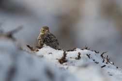 Linduška luční ( Anthus pratensis )