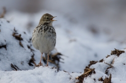 Linduška luční ( Anthus pratensis )