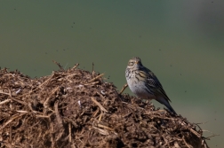 Linduška luční ( Anthus pratensis )