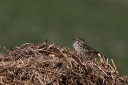 Linduška luční ( Anthus pratensis )