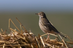 Linduška luční ( Anthus pratensis )