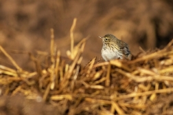 Linduška luční  ( Anthus pratensis )