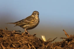 Linduška luční  ( Anthus pratensis )