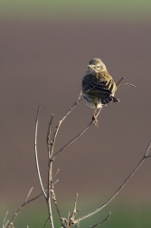 Linduška luční  ( Anthus pratensis )