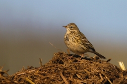 Linduška luční  ( Anthus pratensis )