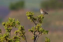 Linduška luční  ( Anthus pratensis )