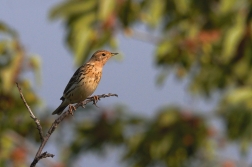 Linduška rudokrká  ( Anthus cervinus )