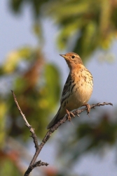 Linduška rudokrká  ( Anthus cervinus )