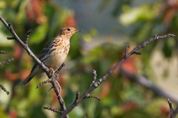 Linduška rudokrká  ( Anthus cervinus )