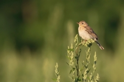 Linduška úhorní  ( Anthus campestris )