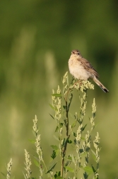 Linduška úhorní  ( Anthus campestris )