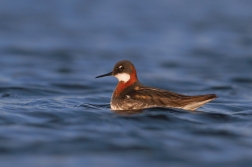 Lyskonoh úzkozobý  ( Phalaropus lobatus )