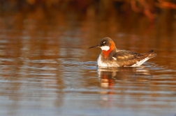 Lyskonoh úzkozobý  ( Phalaropus lobatus )