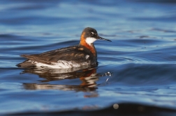 Lyskonoh úzkozobý  ( Phalaropus lobatus )