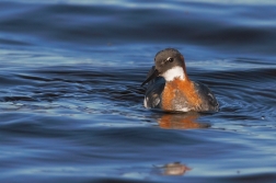 Lyskonoh úzkozobý  ( Phalaropus lobatus )