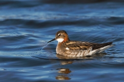 Lyskonoh úzkozobý  ( Phalaropus lobatus )