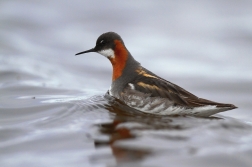 Lyskonoh úzkozobý  ( Phalaropus lobatus )