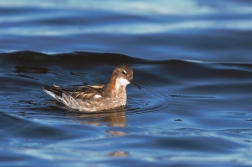 Lyskonoh úzkozobý  ( Phalaropus lobatus )