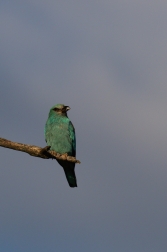 Mandelík hajní  ( Coracias garrulus )