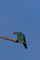 Mandelík hajní  ( Coracias garrulus )