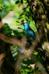 Mandelík hajní  ( Coracias garrulus )