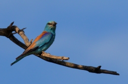 Mandelík hajní  ( Coracias garrulus )