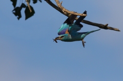 Mandelík hajní  ( Coracias garrulus )