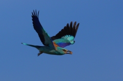 Mandelík hajní  ( Coracias garrulus )