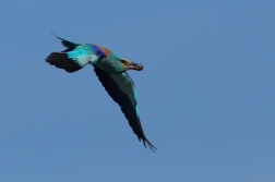 Mandelík hajní  ( Coracias garrulus )