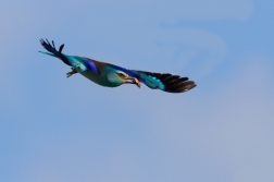 Mandelík hajní  ( Coracias garrulus )