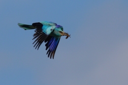 Mandelík hajní  ( Coracias garrulus )