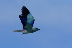 Mandelík hajní  ( Coracias garrulus )