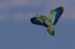 Mandelík hajní  ( Coracias garrulus )