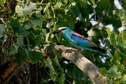 Mandelík hajní  ( Coracias garrulus )