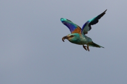 Mandelík hajní  ( Coracias garrulus )