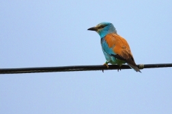 Mandelík hajní  ( Coracias garrulus )