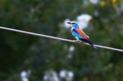 Mandelík hajní  ( Coracias garrulus )